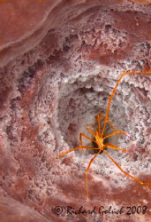 Yellowline Arrow Crab inside Barrel Sponge-Cozumel 2008 by Richard Goluch 